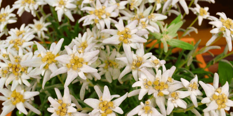 Plant Stem Cell Therapy with the Edelweiss Himala Flower