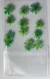 MK Dried Flowers #13 - Green Daisies - 1pk