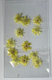 MK Dried Flowers #19 - Yellow Daisies - 1pk
