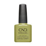 CND Fall 2024 Dynamic Duality