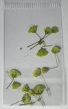 MK Dried Flowers #16 - Olive Green - 1pk