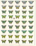 CR Nail Art Butterflies Stickers #01